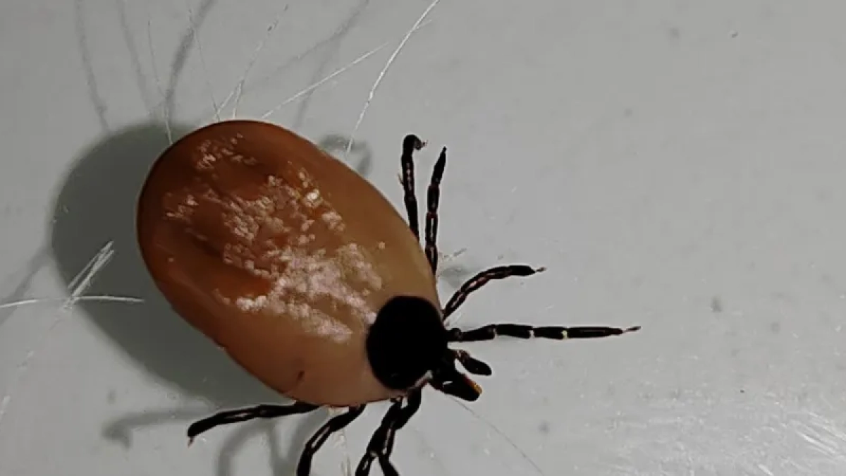 В Костроме прогнозируют нашествие энцефалитных клещей