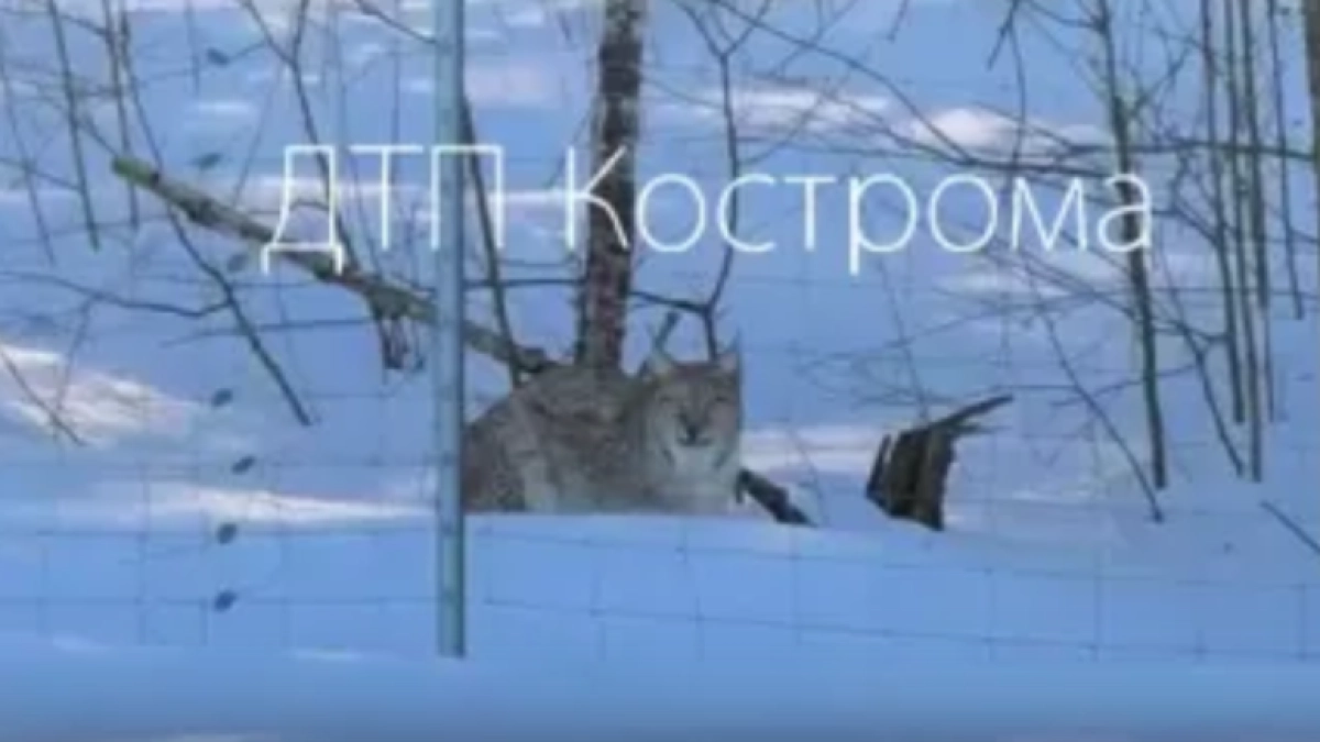 К жителям Костромы начали выходить рыси