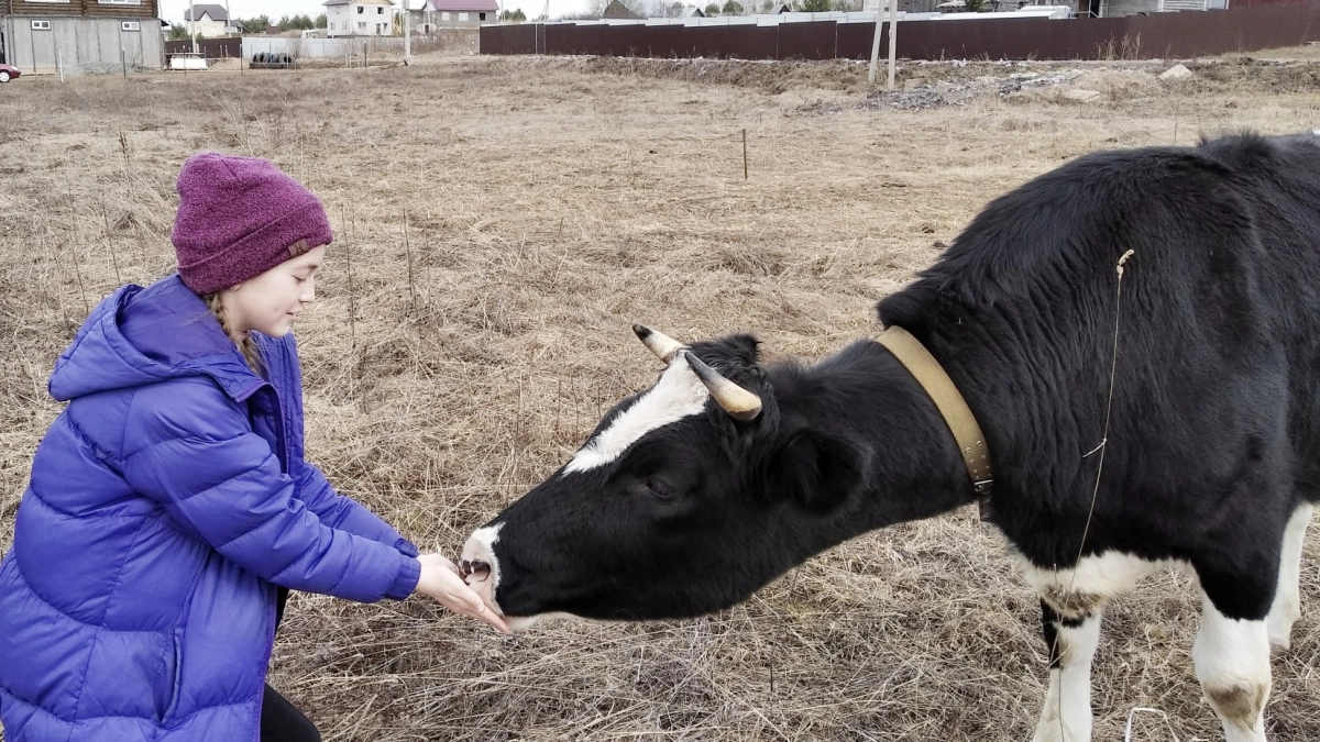 В Костроме фермеры спасли от мучительной гибели 160 телят
