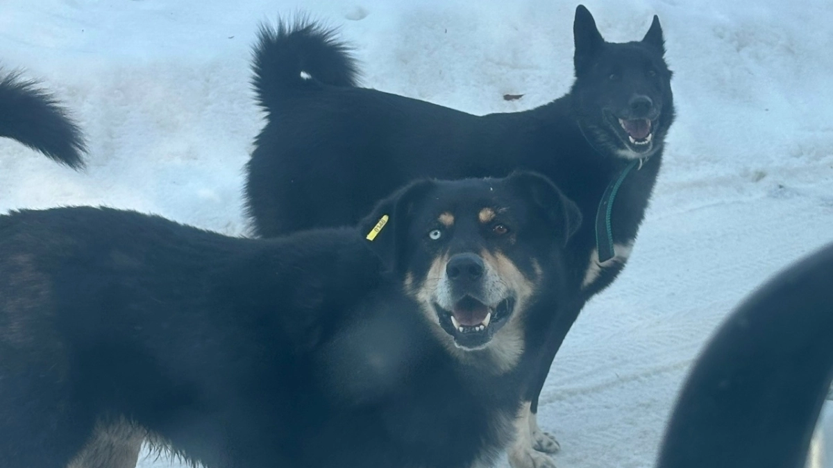 Стая бродячих псов нападает на жителей поселка Костромы