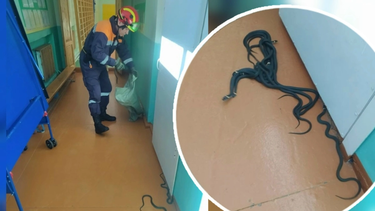 Гнездо змей атаковало чиновников в Костромской области