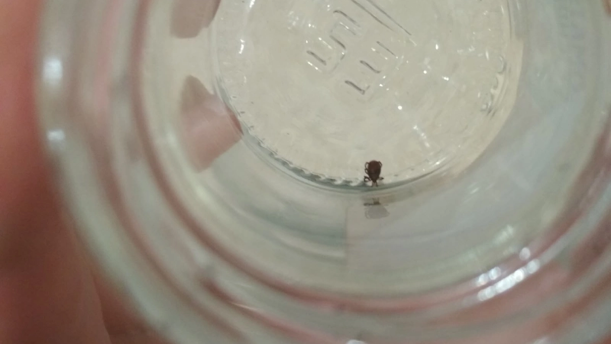 Войну нашествию энцефалитных клещей объявил губернатор Ситников