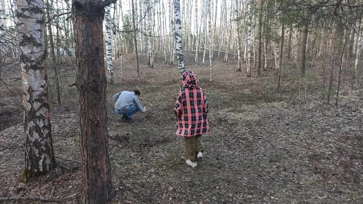 В Костроме под жилой микрорайон вырубят бывший лес 