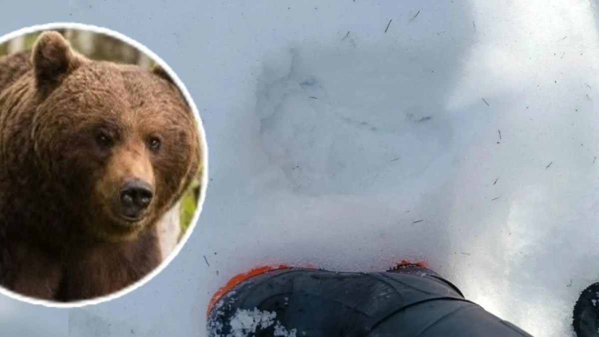 Под Костромой жители обнаружили следы медведя