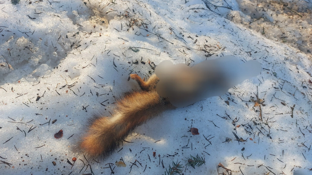 В Костроме белочка и сова погибли при странных обстоятельствах на фоне скандала