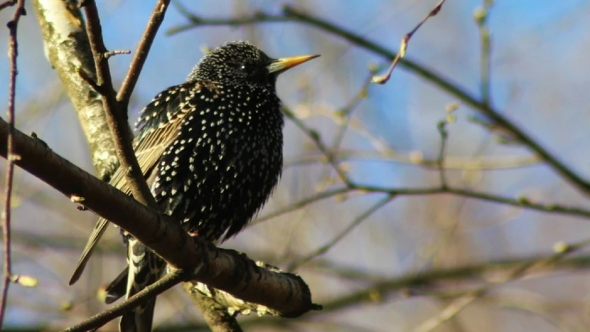 Скворцы наводнили Кострому в ожидании жары