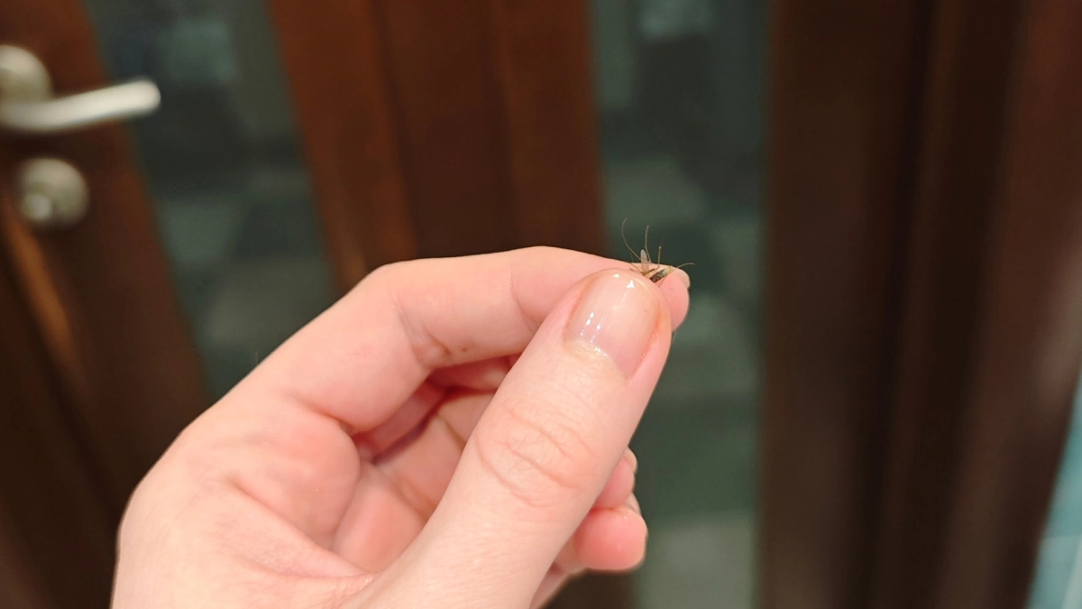 В Костроме проснулись комары уже в марте