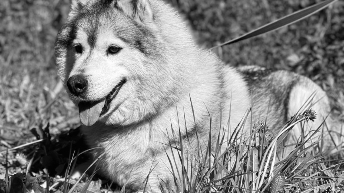 Тяжелобольной пес погиб при пожаре в костромском приюте
