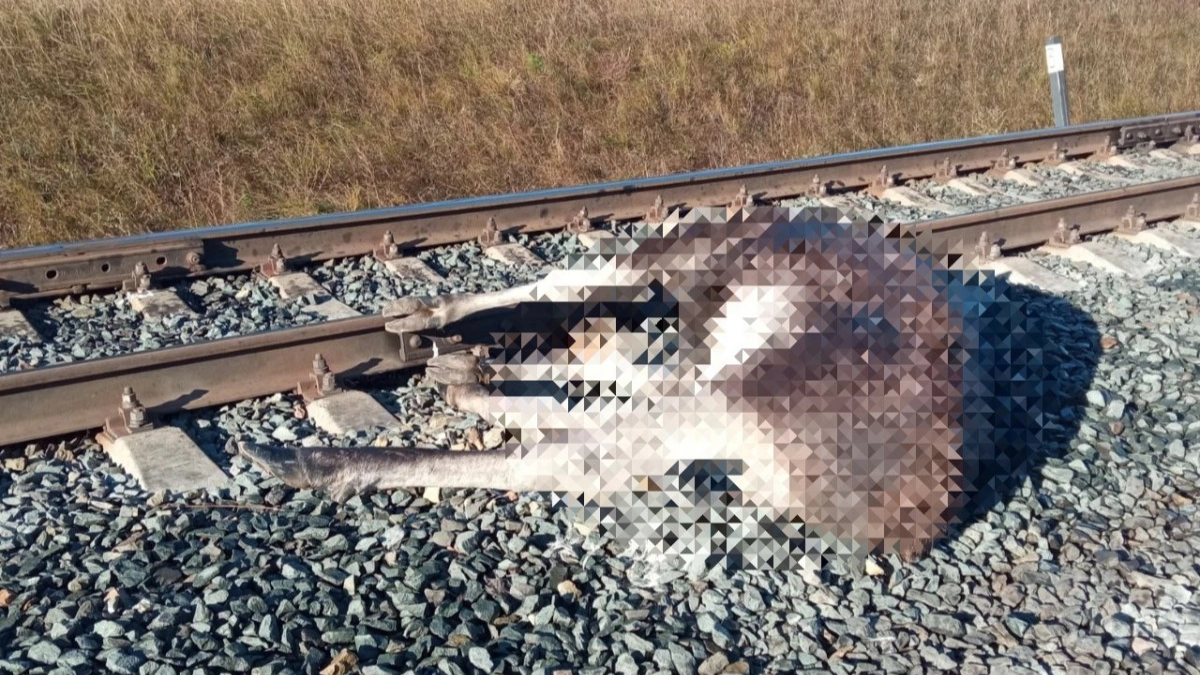 Под Костромой поезд переехал лося