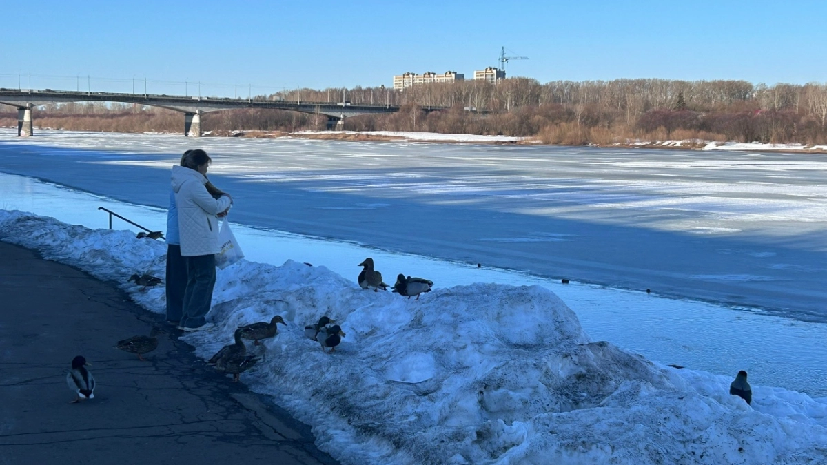 В Костроме в апреле пройдет утиный фестиваль