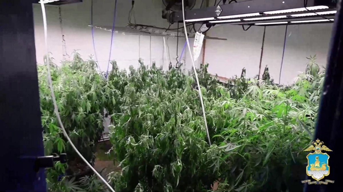 На АЗС Костромы выращивали коноплю