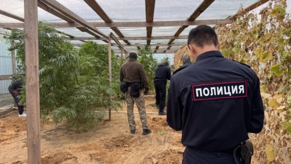 На АЗС Костромы выращивали коноплю