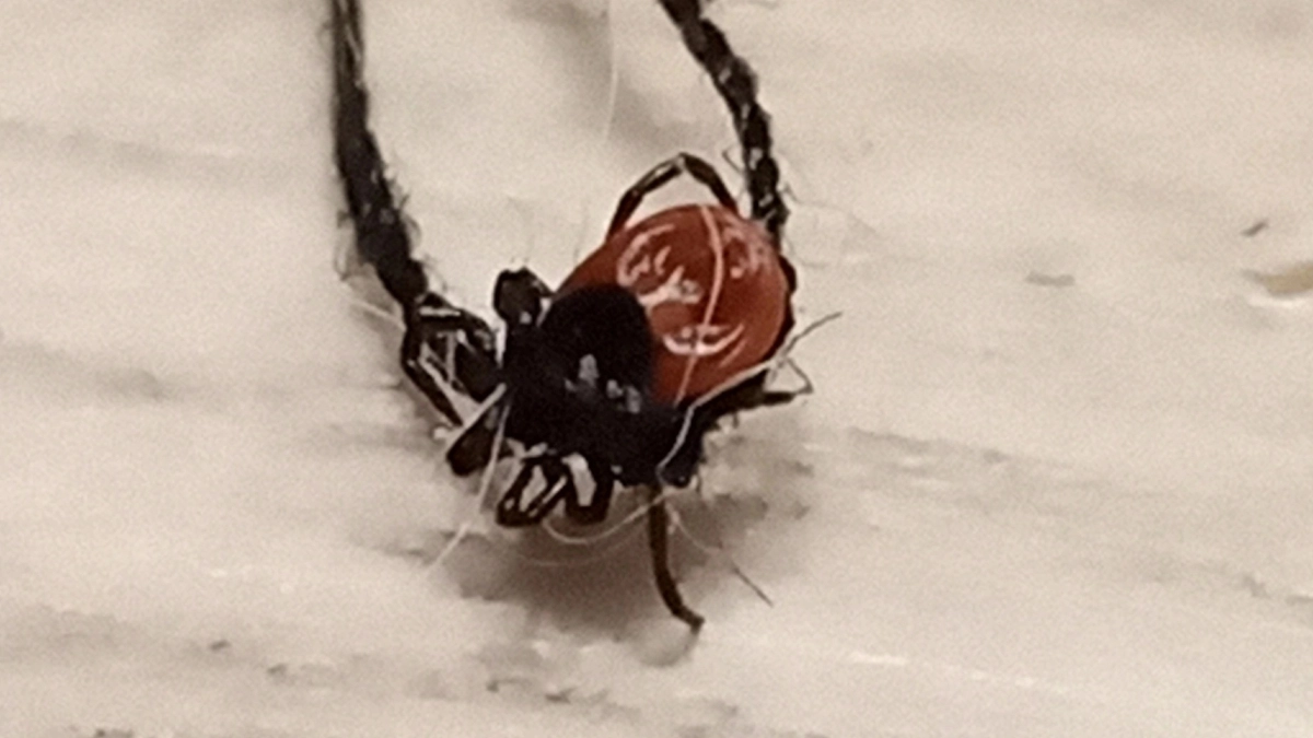 Чиновники лично ответят за укусы клещей в социальных зонах Костромы