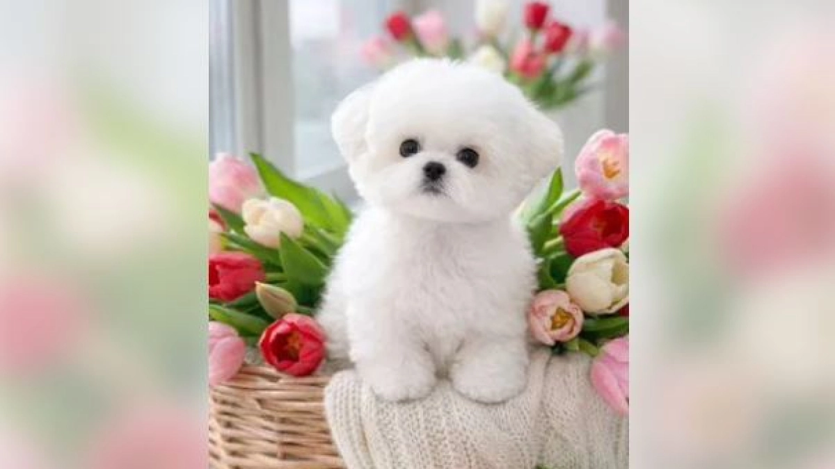 В Костроме продают собаку почти за 300 тысяч рублей