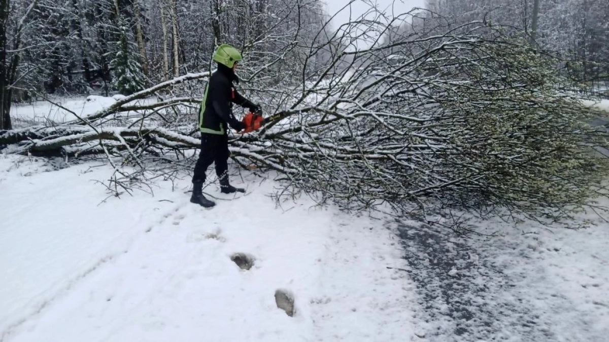 В Костроме сильный ветер повалил деревья и повредил машины