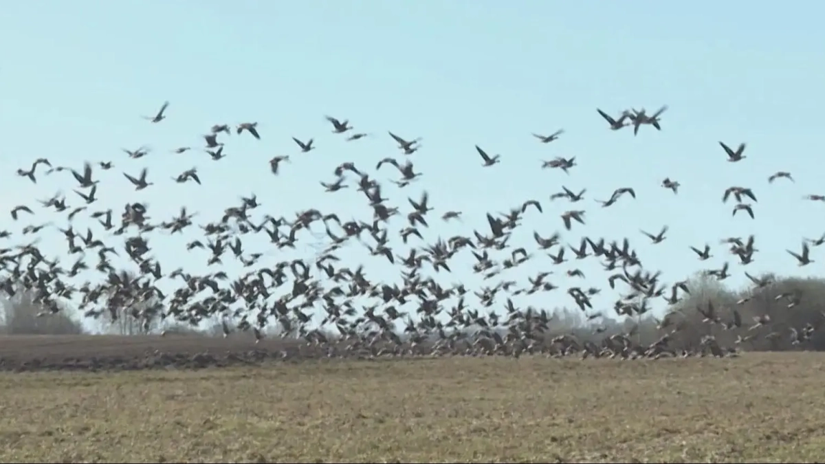 Прилет гусей в Костромскую область предвещает жару и урожай