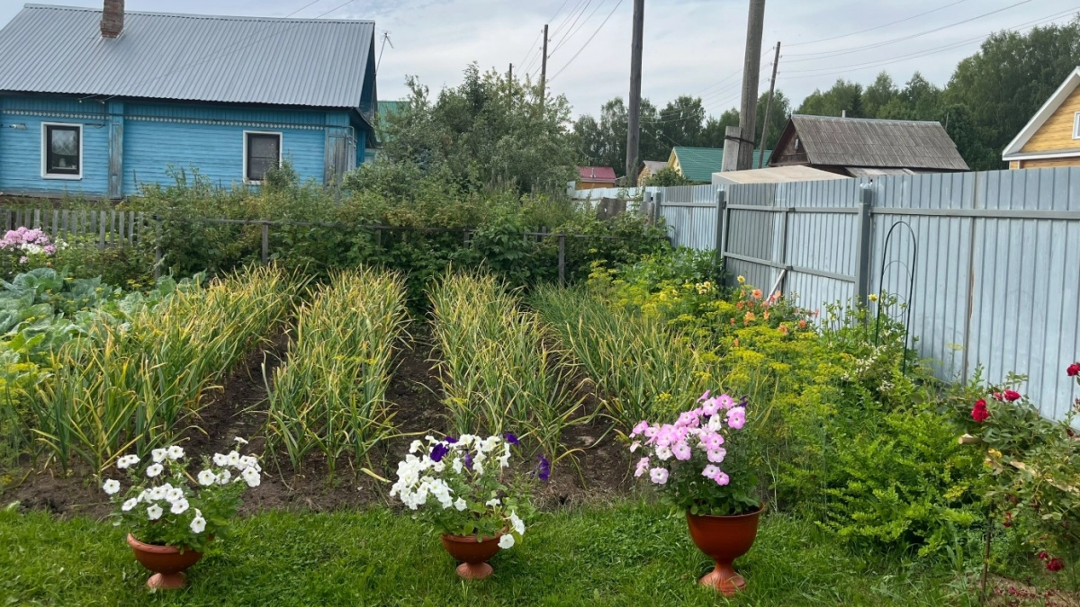 Пень превращается в труху без лопаты и танцев с бубном: 4 рабочих способа и 4 метода, как делать нельзя