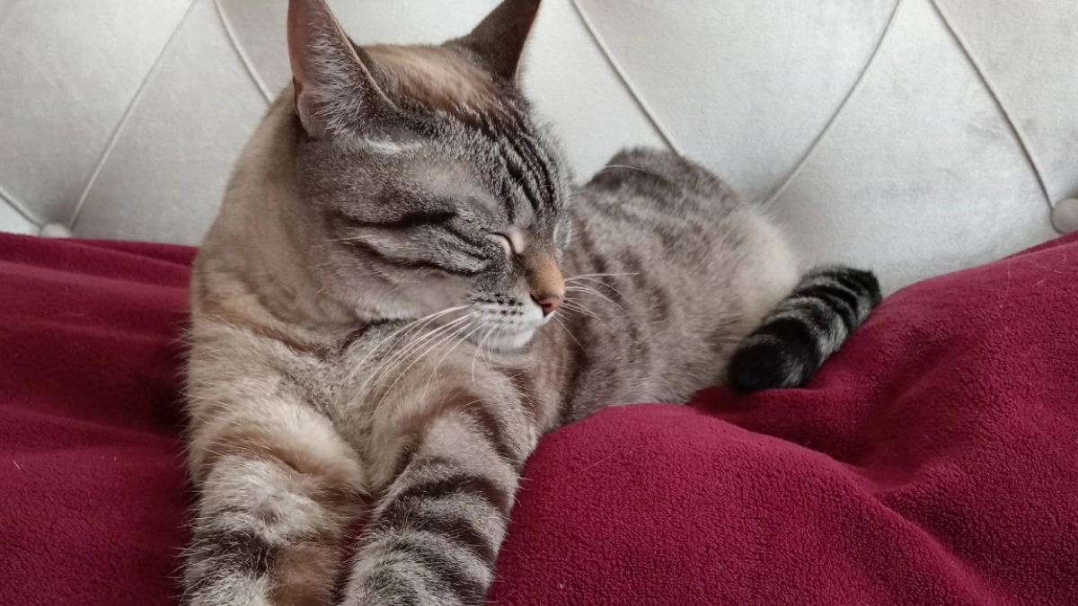 Почему никогда нельзя злить кошку: запомните раз и на всю жизнь