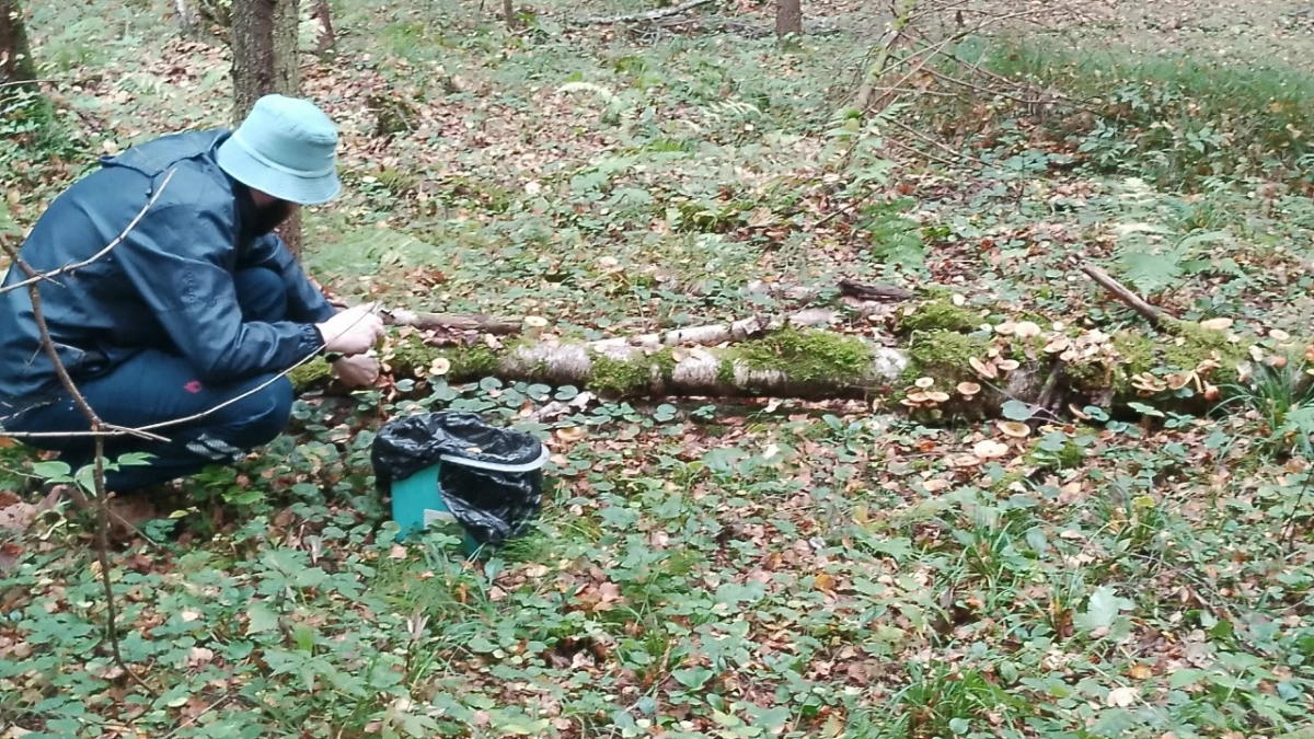 В Костроме уже начали собирать первые грибы: места