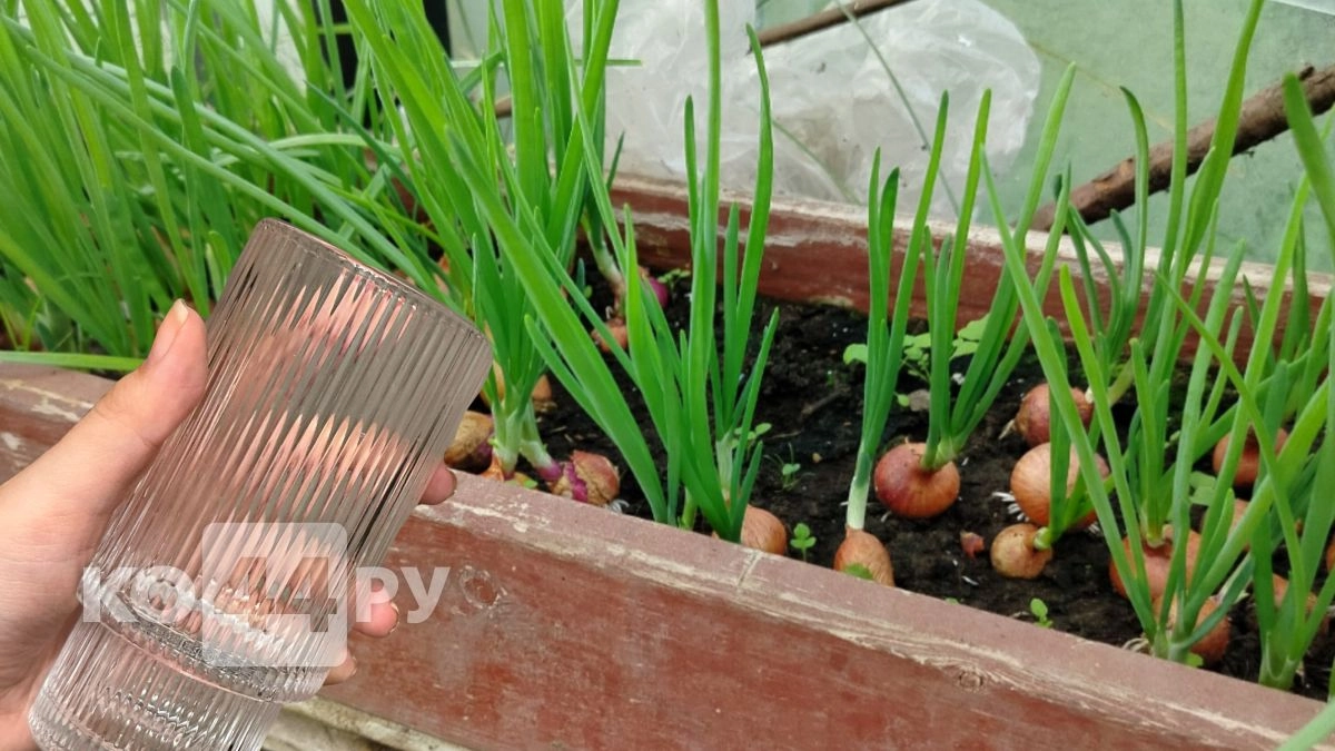 Соседи лезут через забор, чтобы узнать секрет: 1 стакан на грядку - и лук растет как на дрожжах, а перо не желтеет до осени