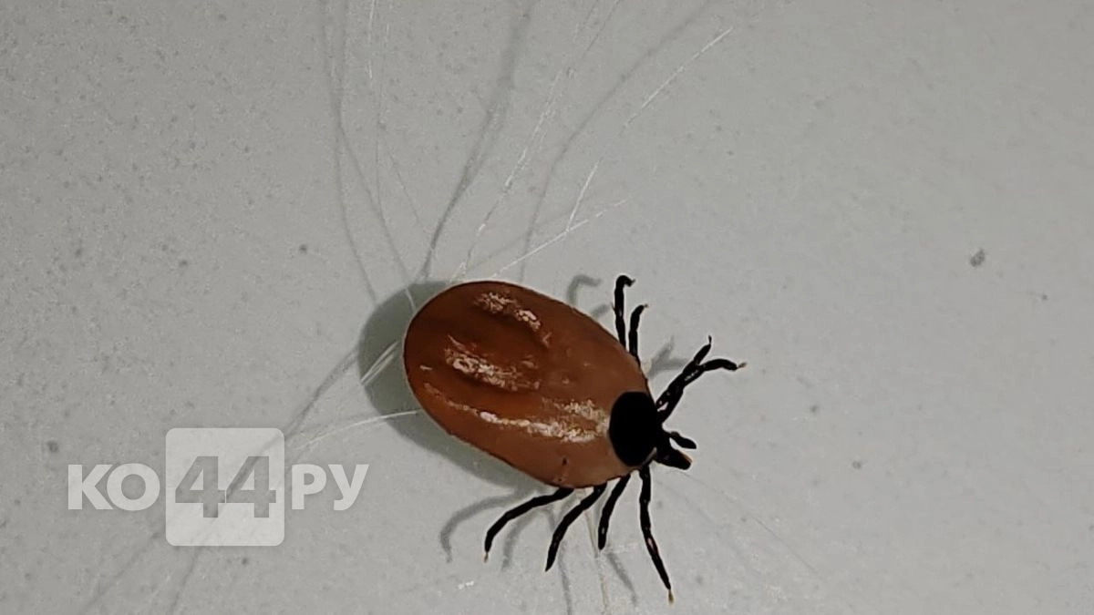 Клещи бегут прочь: всего 2 капли на щиколотки - и вы под защитой весь день