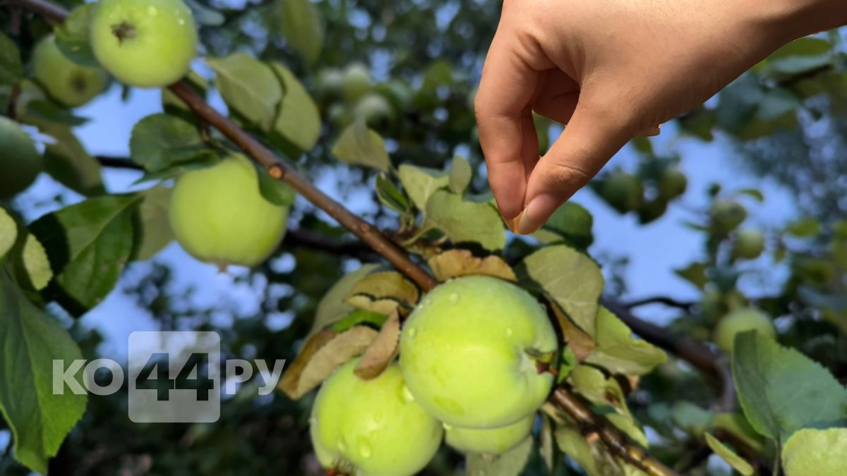 50 г под корень - и дерево не узнать: яблоня усыпана плодами до макушки