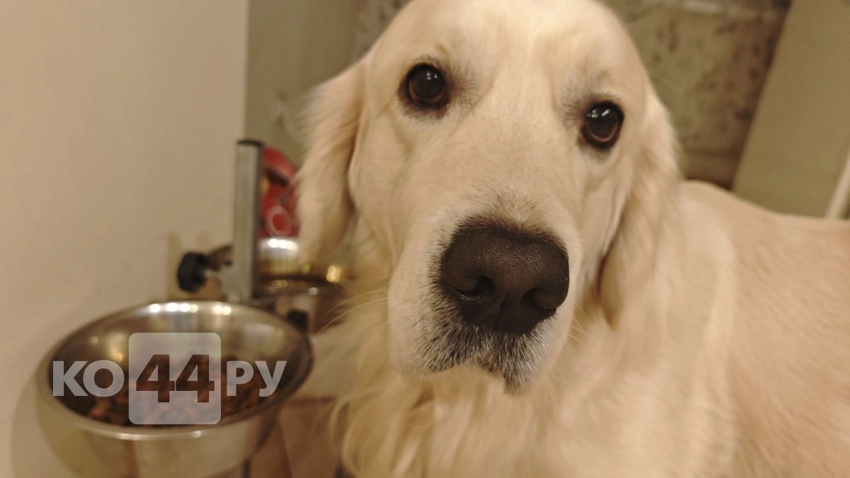 Сильнее волка, преданнее друга: топ-4 русских собак - будут защищать до последнего