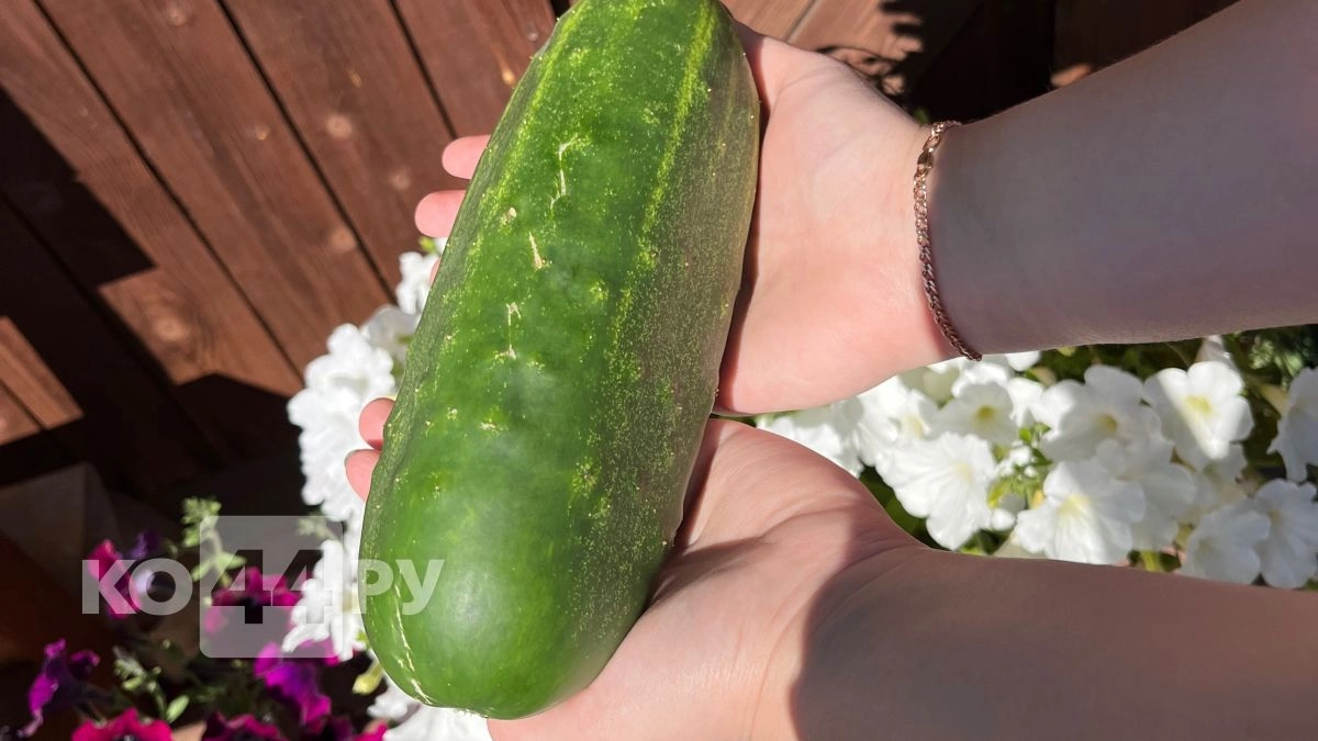 Как вы "душите" свой урожай: 3 ошибки полива, из-за которых огурцы сохнут и превращаются в крючки