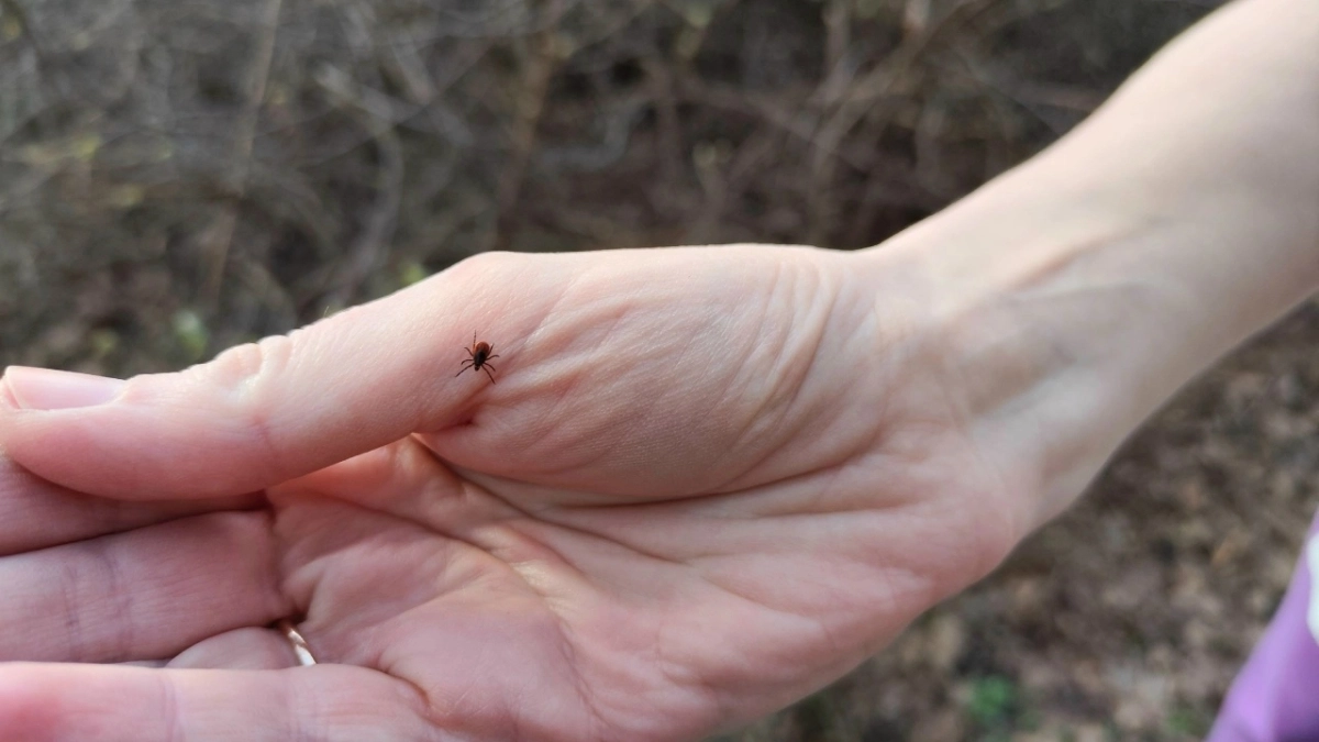 Власти назвали объявившие войну клещам районы Костромы