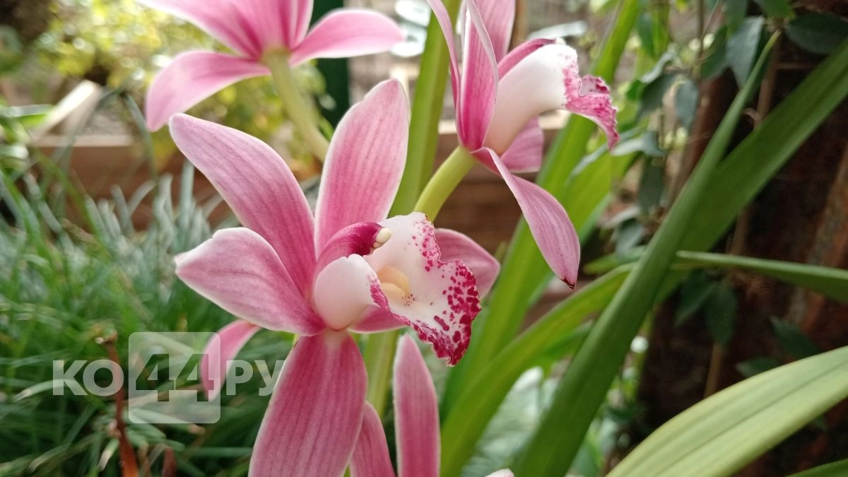 Вместо удобрений беру чай - проснулись даже "мертвые" почки: то что нужно орхидее весной