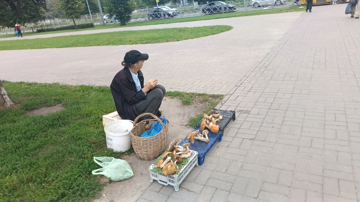 Грибники собирают в костромских лесах первые сморчки