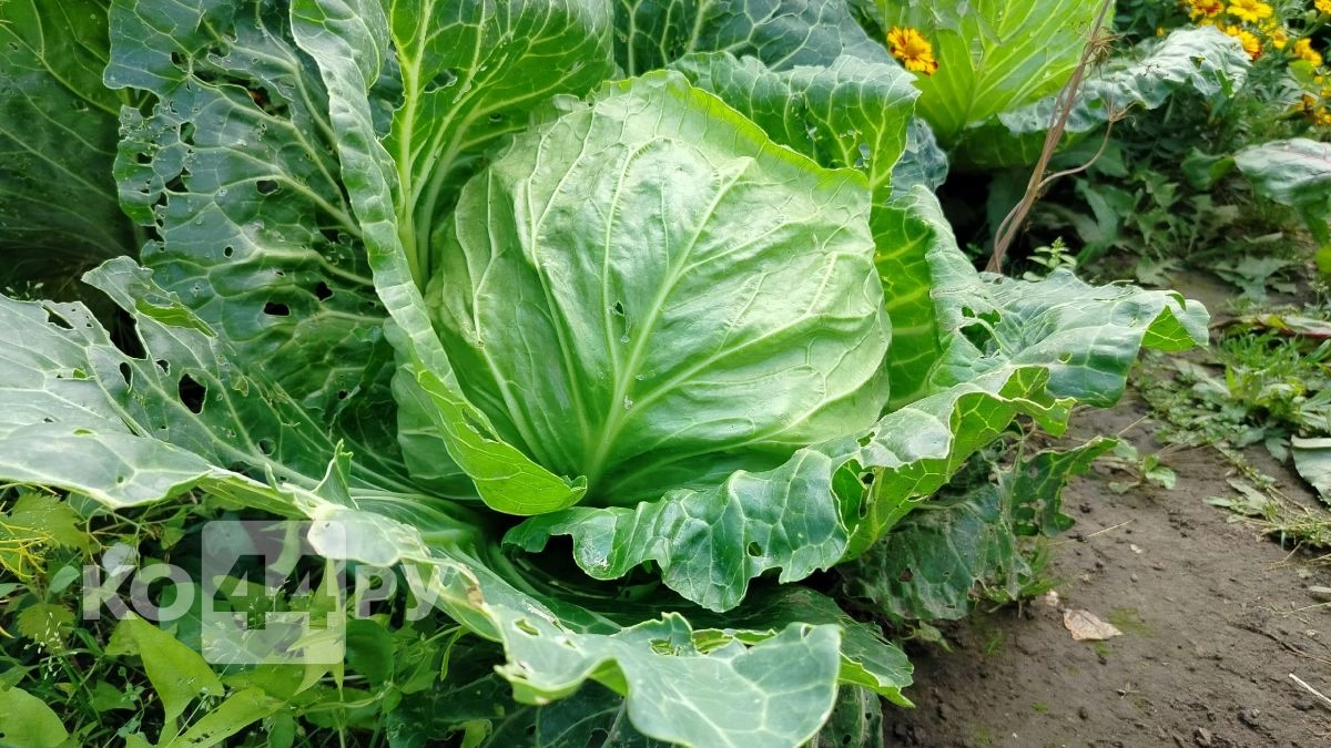 Кочаны размером с арбуз? Легко. Кидаю 1 брусок в лунку - и капуста завязывается тугая, как гиря