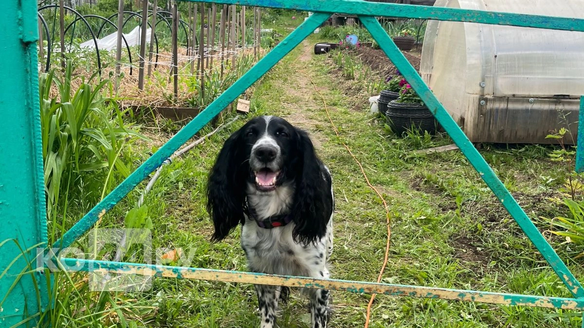 Собака как символ статуса: топ-5 пород, которые стали главным трендом у россиян в 2026 году