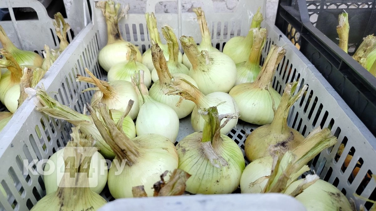 Лук не уйдет в стрелку и вырастет с кулак: замочите севок в этом составе всего на 15 минут