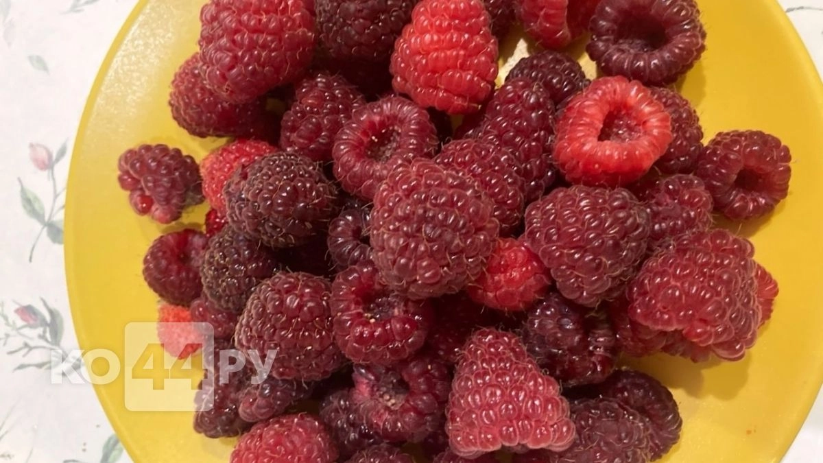 Малина размера XXL: подложите этот мусор под кусты весной - ягоды будут крупными и сладкими