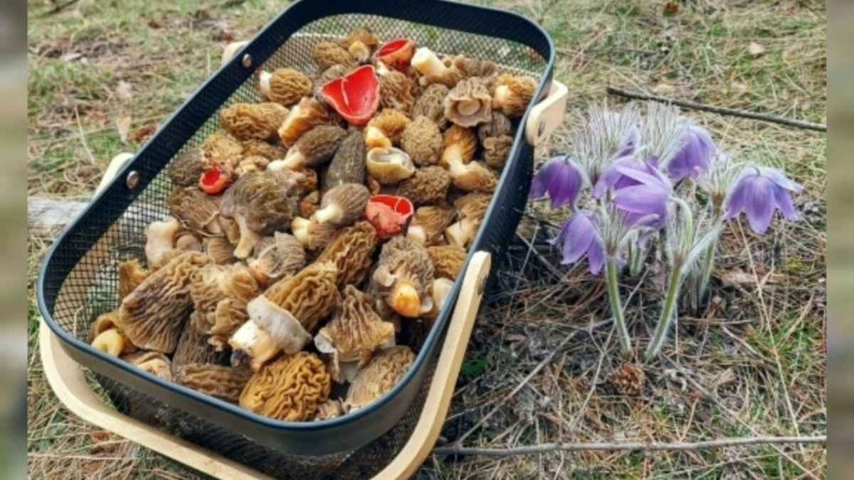 Первые грибы в Костроме собирают корзинами