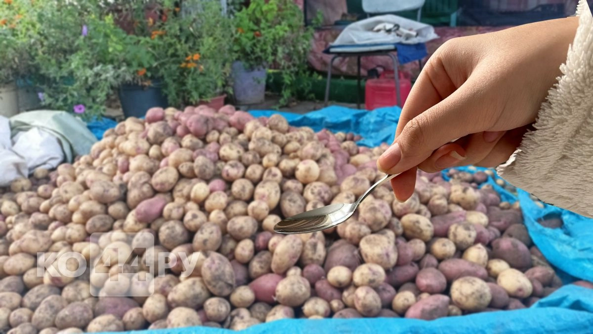 Как защитить картошку от колорадского жука без химии: дешёвое средство - 1 ложка на ведро воды