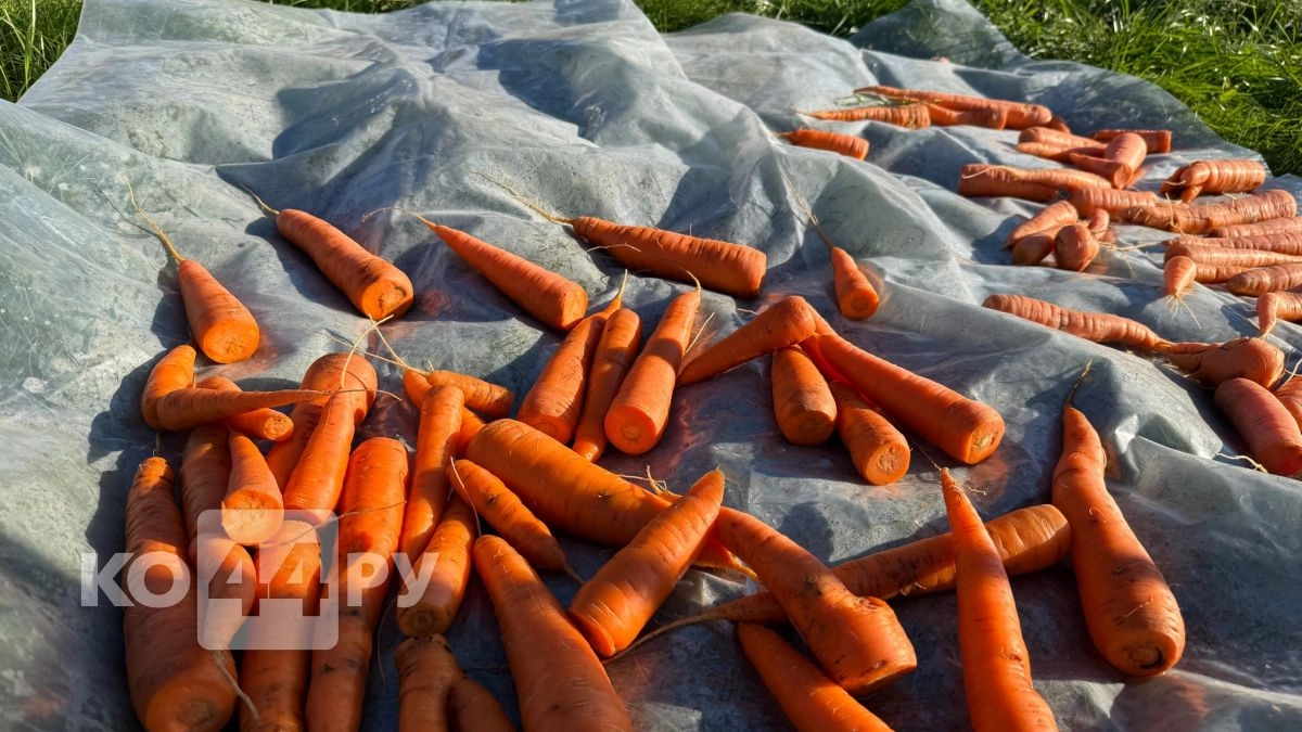 Сею морковь при помощи банки - и бед не знаю: старый дедовский способ