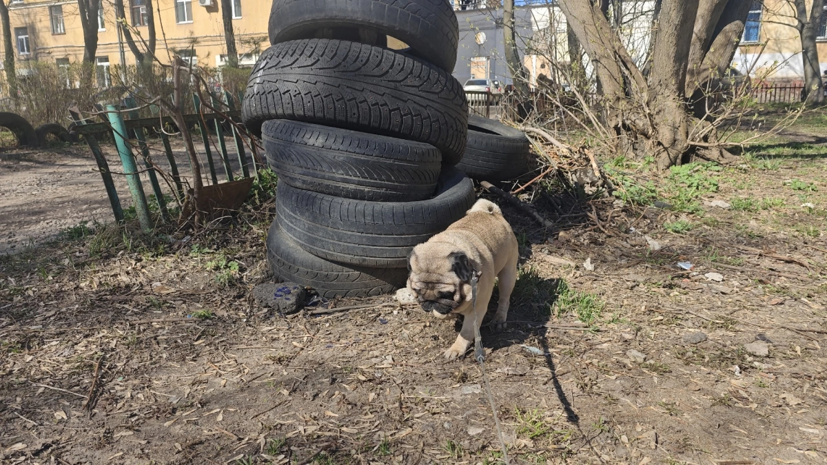 Костромичей оштрафуют до 5 тысяч за неправильный выгул собак