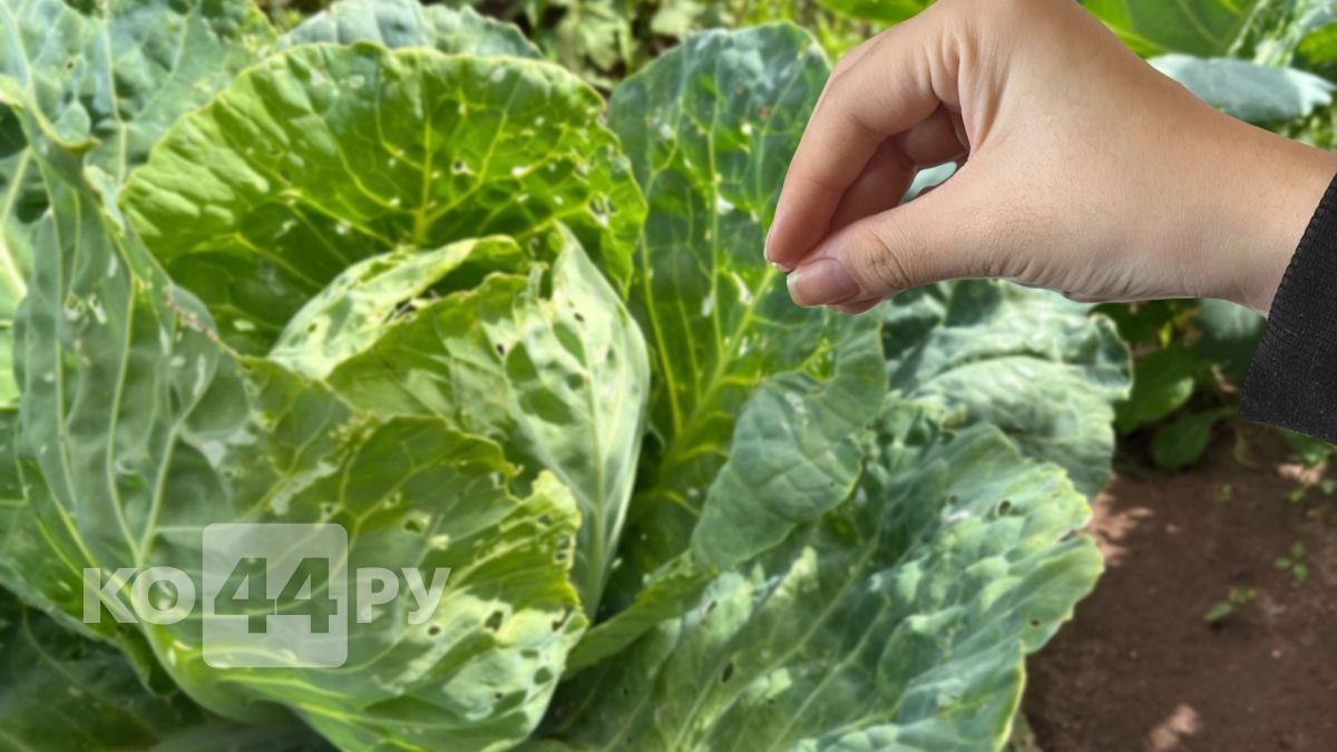 Посыпьте этим вокруг кочанов - и ни один слизень не подойдет на пушечный выстрел: капуста будет чистая, тугая и без единой дырочки