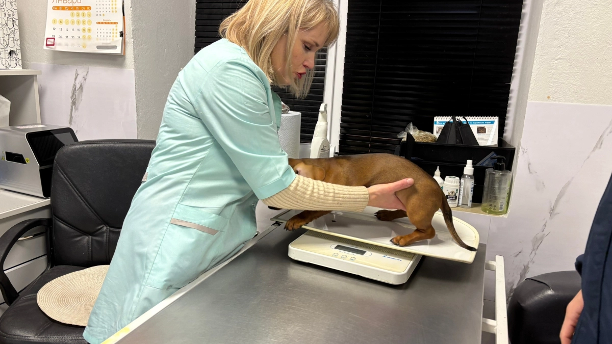 В Костроме бесплатно сделают прививки животным