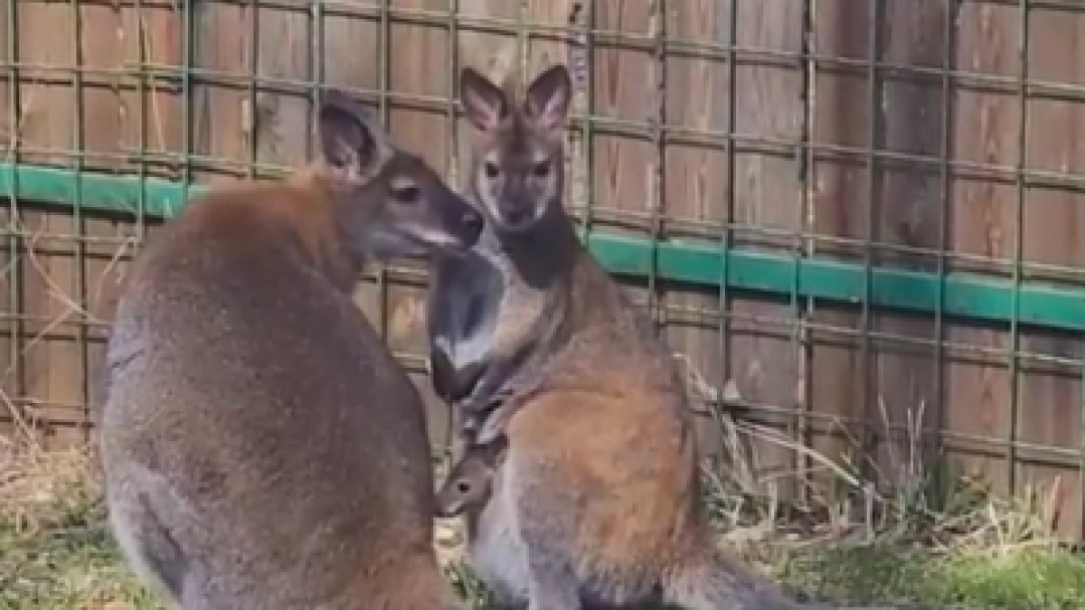 Знаменитый на всю страну кенгуру Крош из костромского зоопарка стал папой