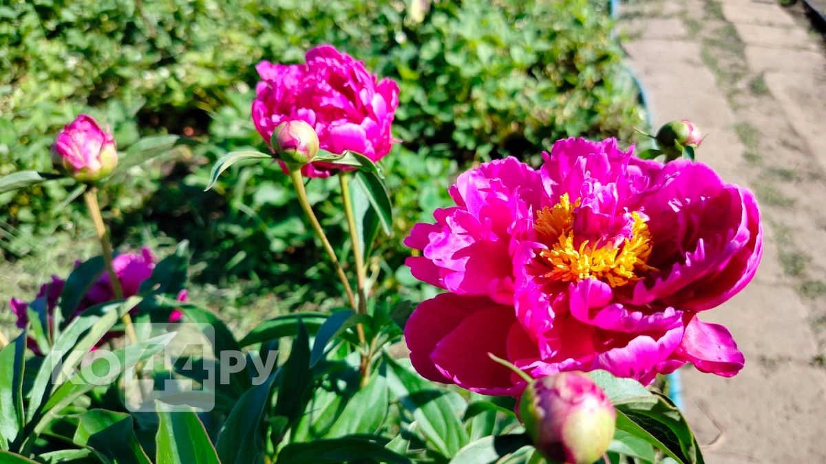 Цветов как звезд на небе: 1 полив этим раствором по росткам - пионы станут главной жемчужиной сада