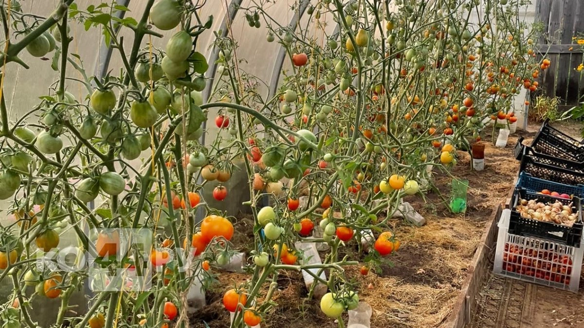 Фитофтора боится этого как огня: Рецепт "15 г на 20 л", который должен знать каждый садовод