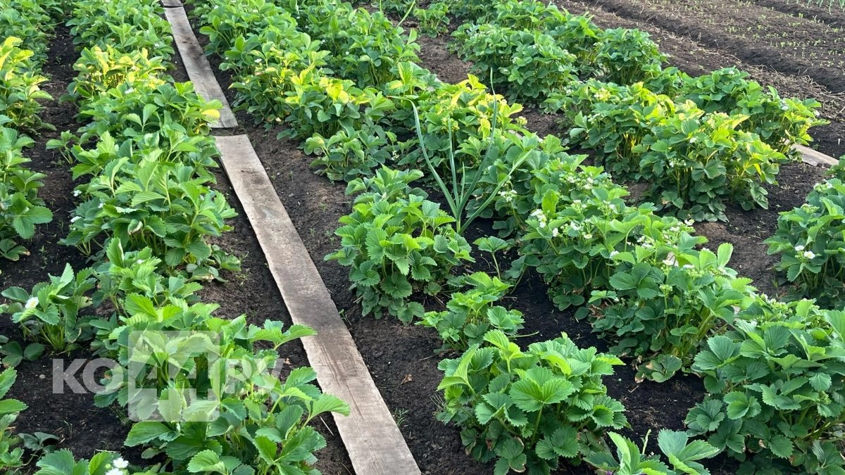 Сорняки выпрыгнут сами: 2 способа сжечь траву до самых корней - без прополки и боли в спине