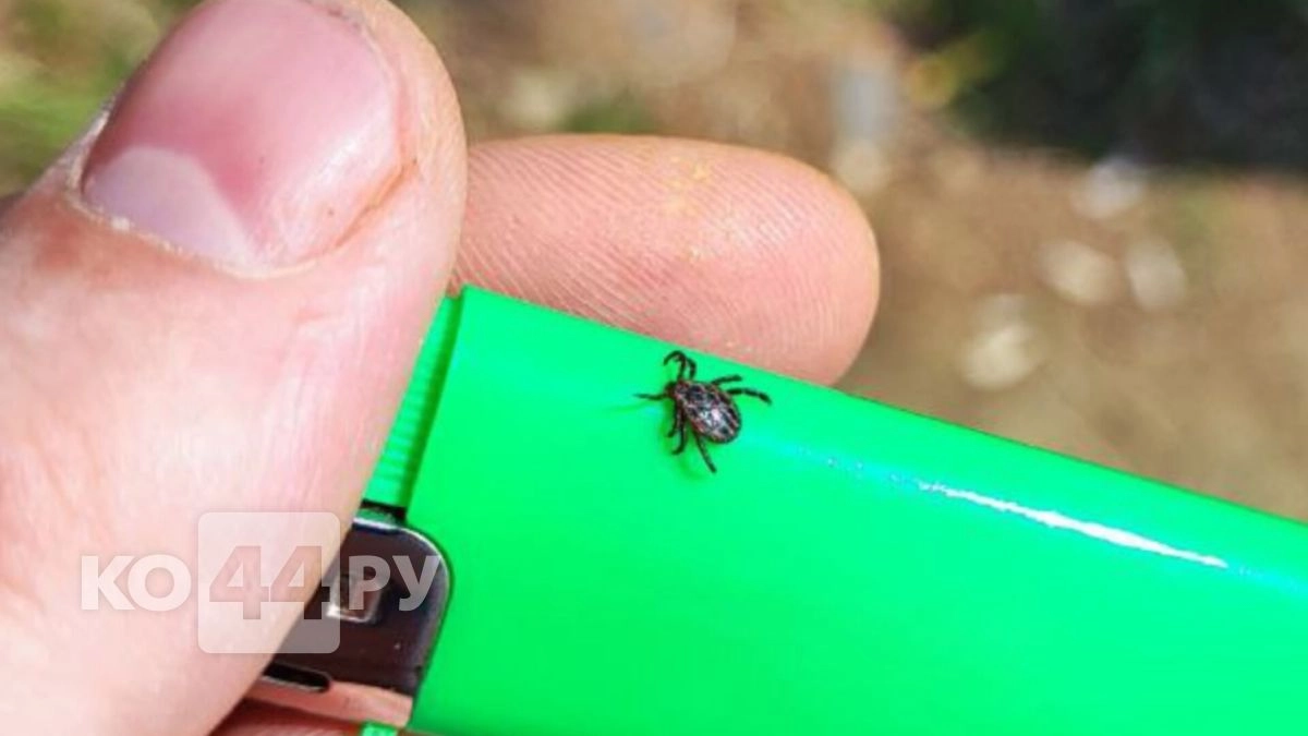 Клещи не подойдут и на метр: нанесите 2 капли на кроссовки - и гуляйте по высокой траве без опаски