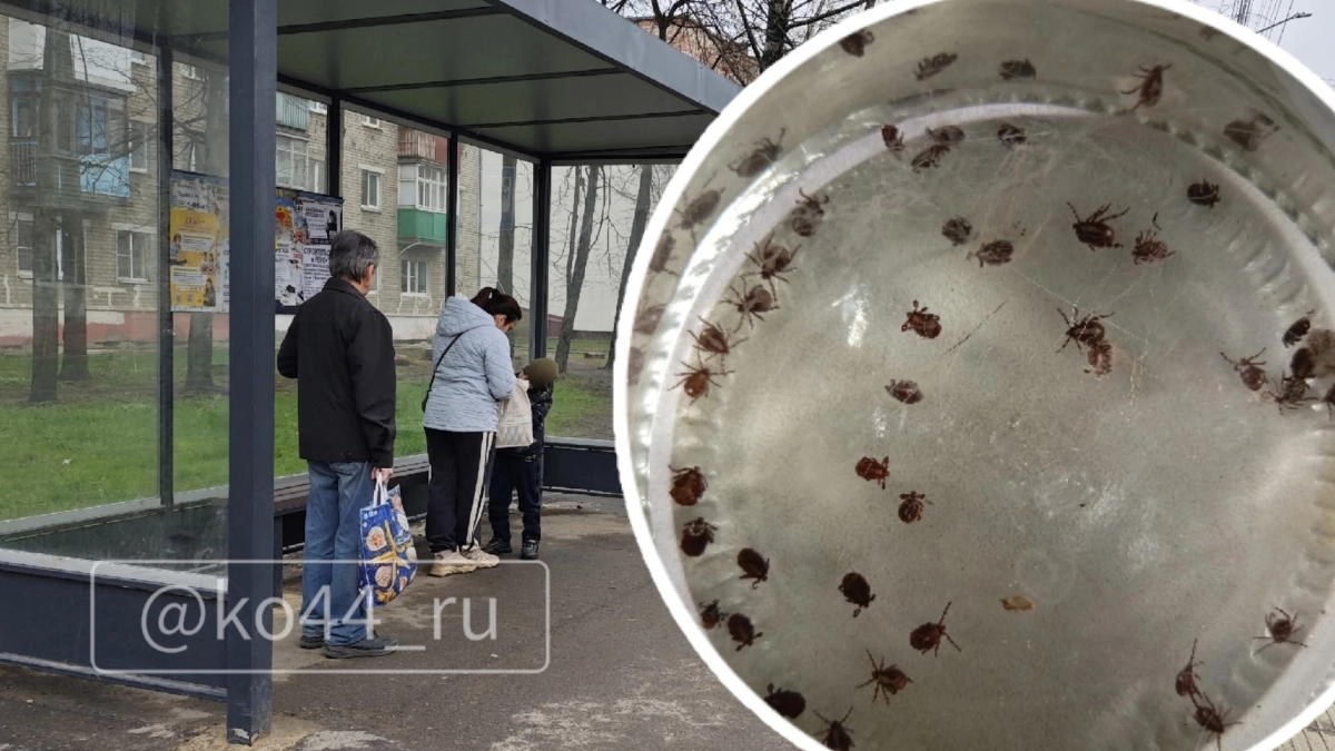 "Кипятком залила и крышкой закрыла": рядом с Костромой женщина собрала полбанки клещей