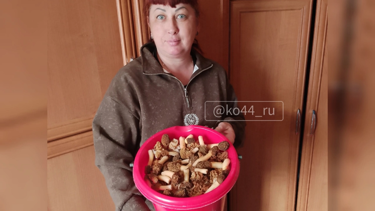 В костромских лесах набирают ведрами грибы размером с кота 