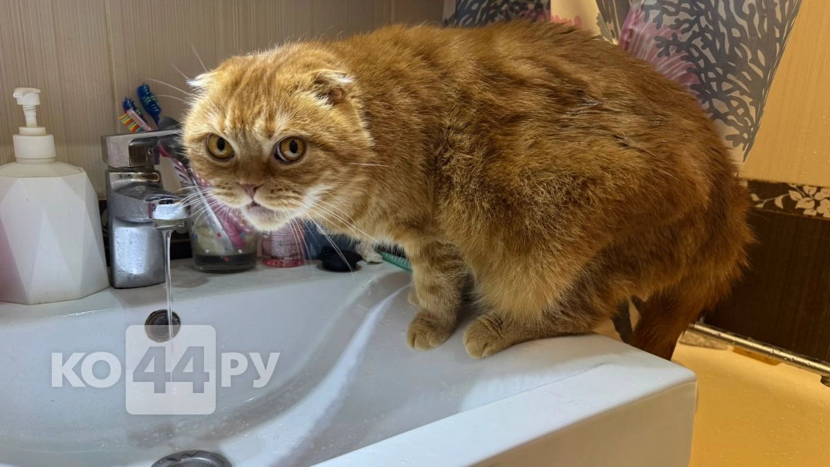 Горячую воду отключат в Костроме 
