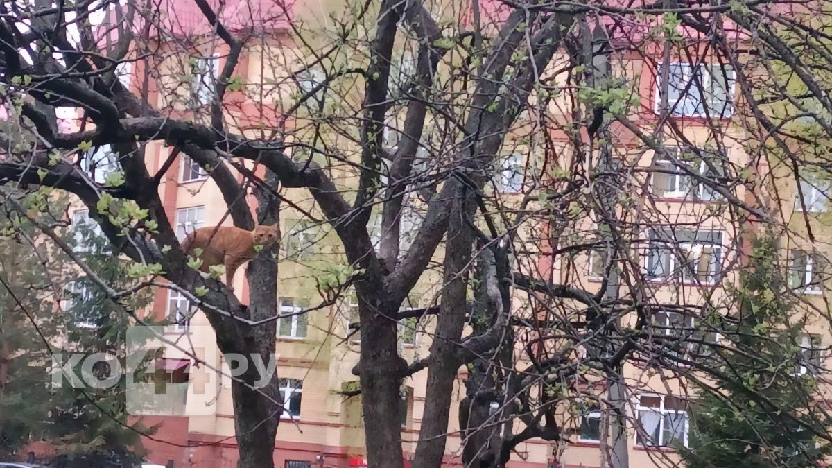 В Костромской области начали стрелять по котам